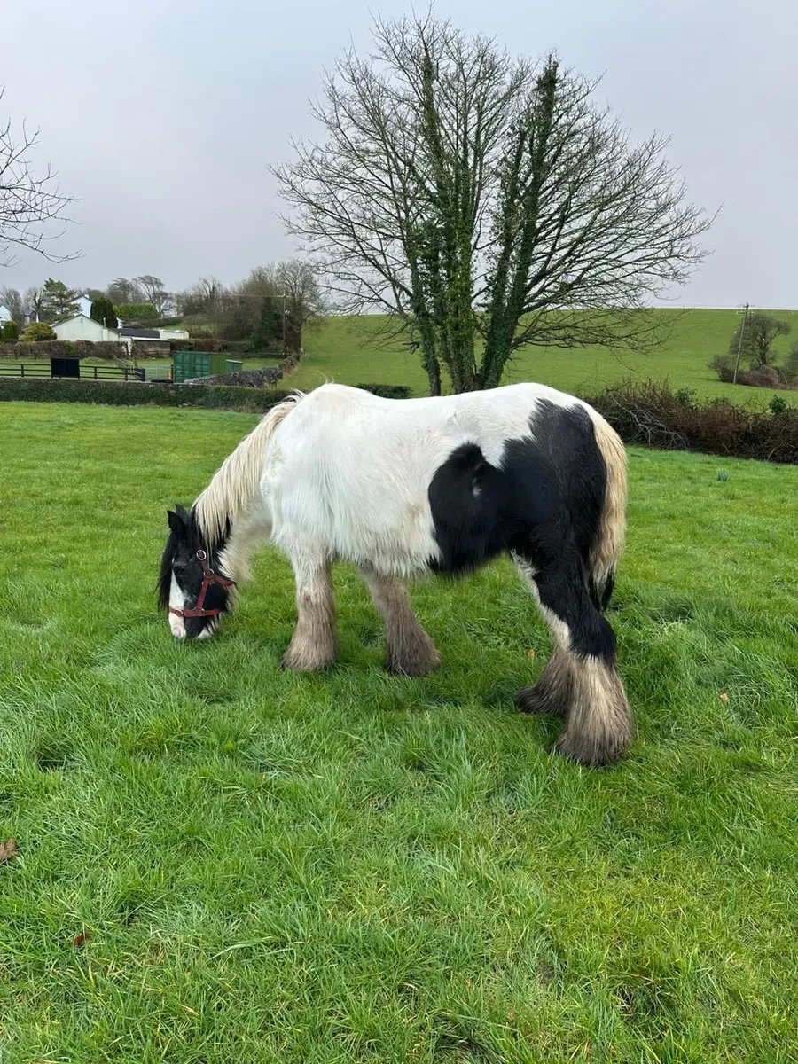 15,hands mare - Image 3