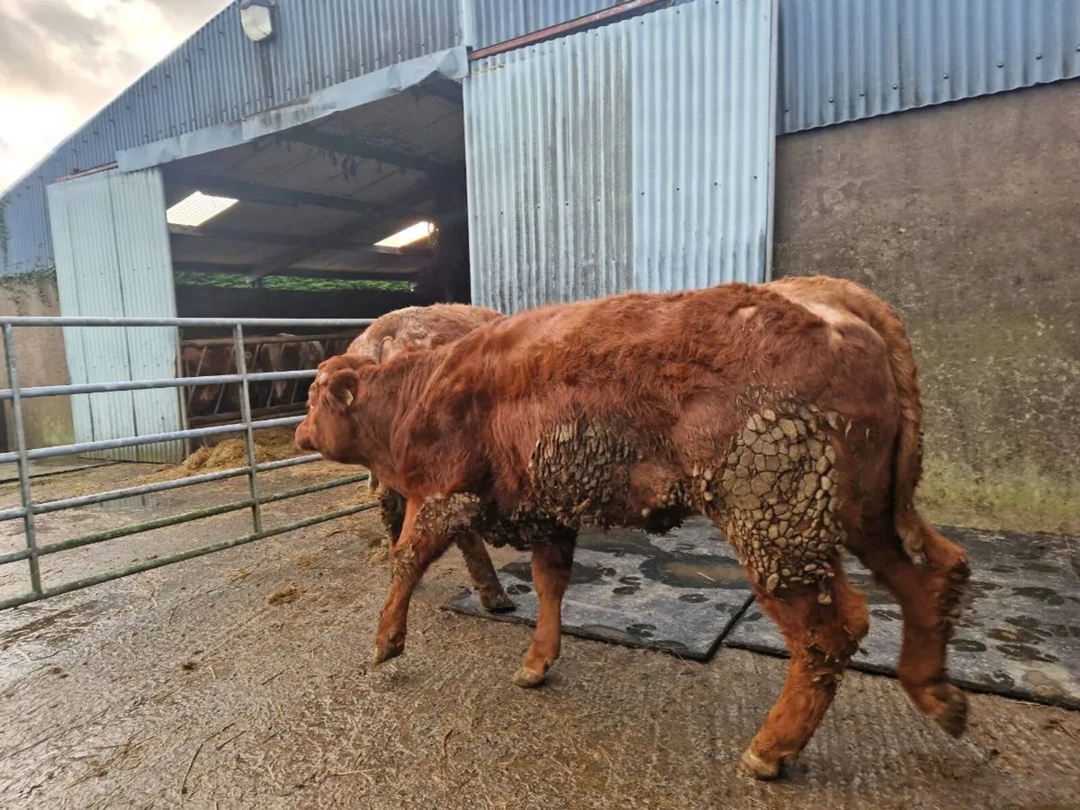 Breeding Heifers - Image 4