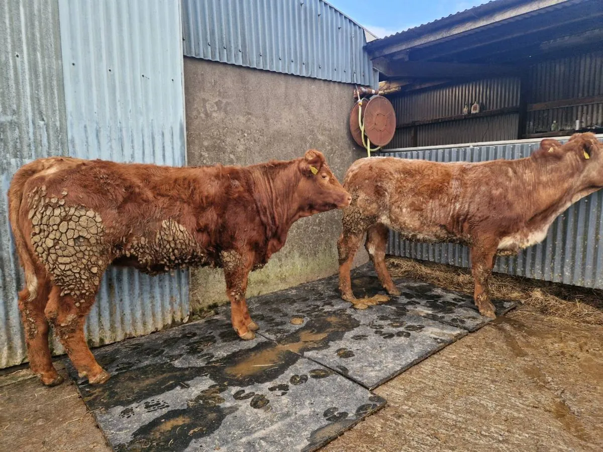 Breeding Heifers - Image 2