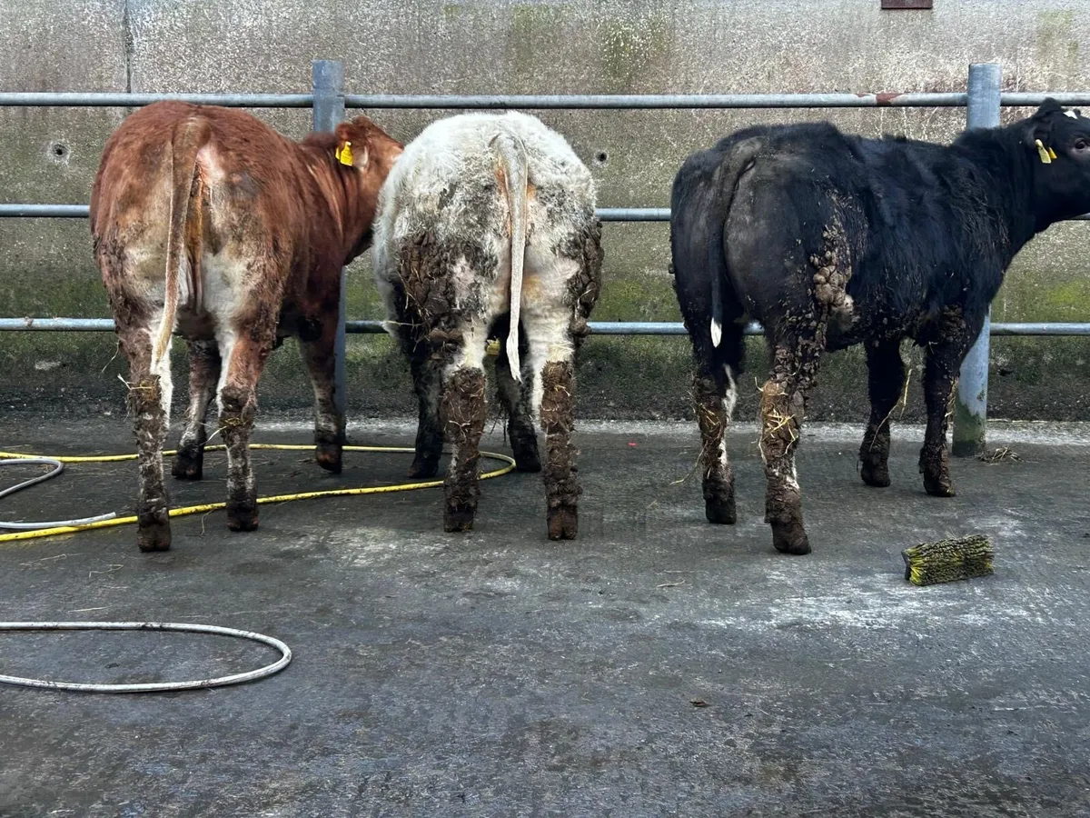 Three Super U Grade Heifer Weanlings - Image 1