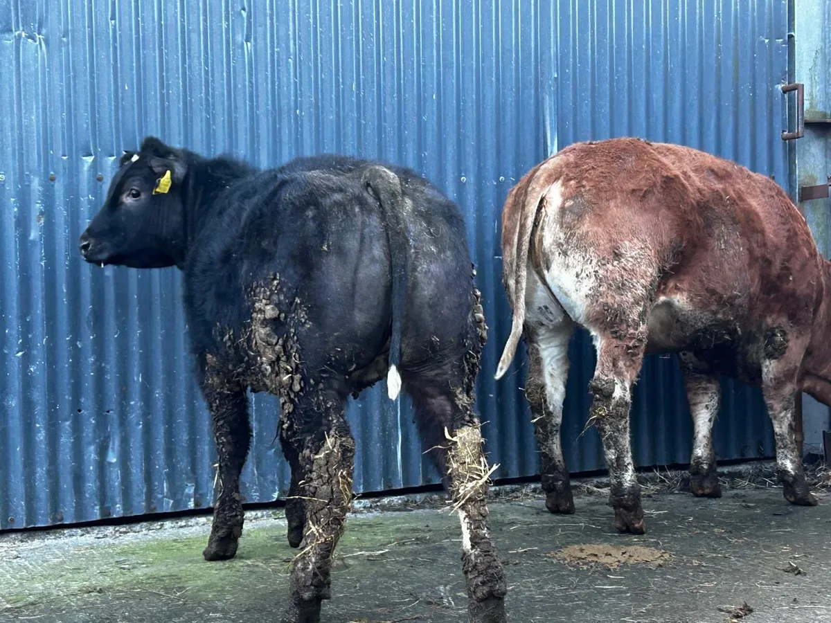 Three Super U Grade Heifer Weanlings - Image 2