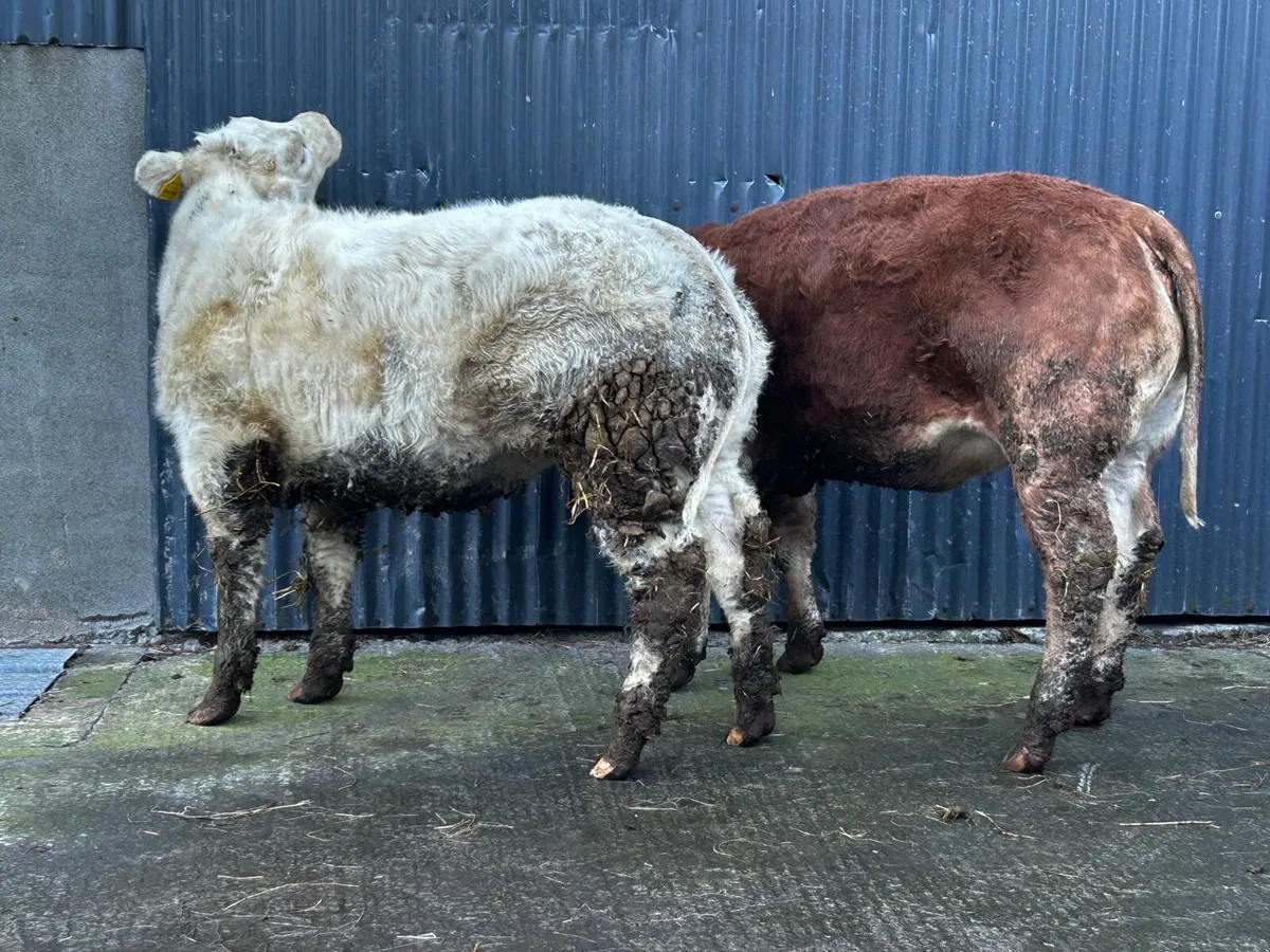 Three Super U Grade Heifer Weanlings - Image 4