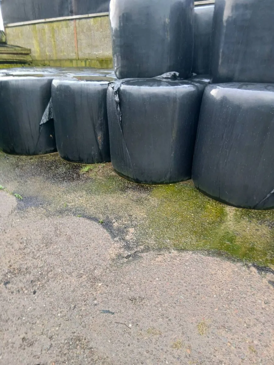 Round bales of Silage - Image 1