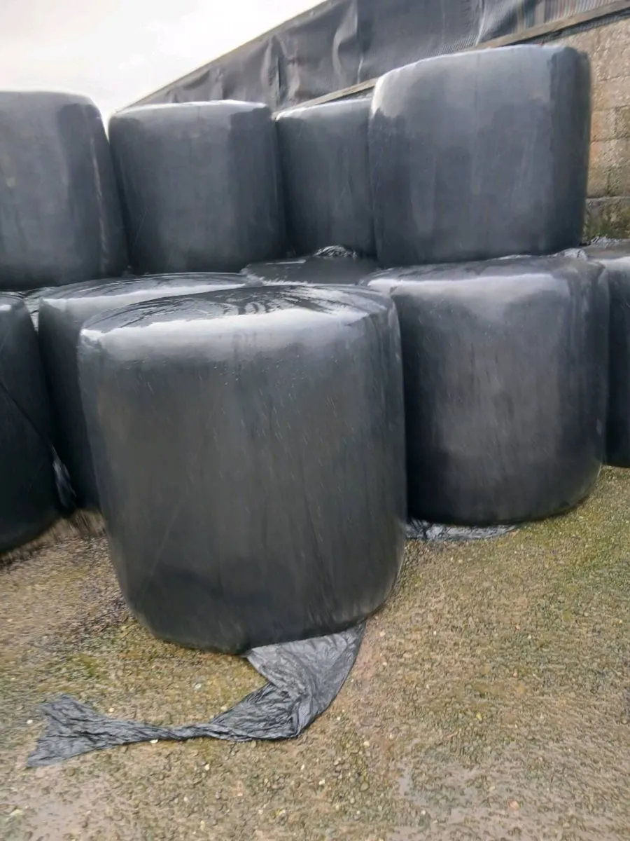 Round bales of Silage - Image 2