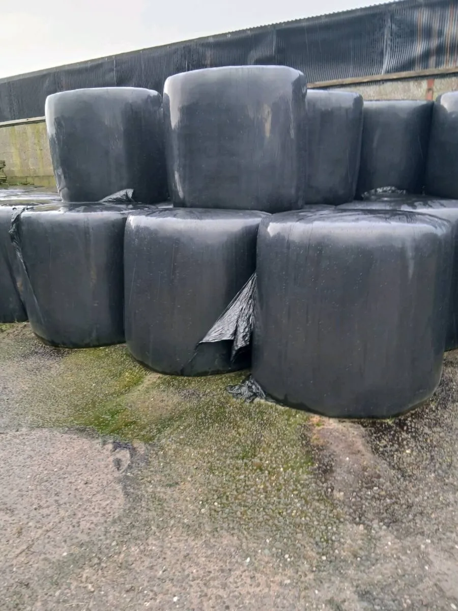 Round bales of Silage - Image 3