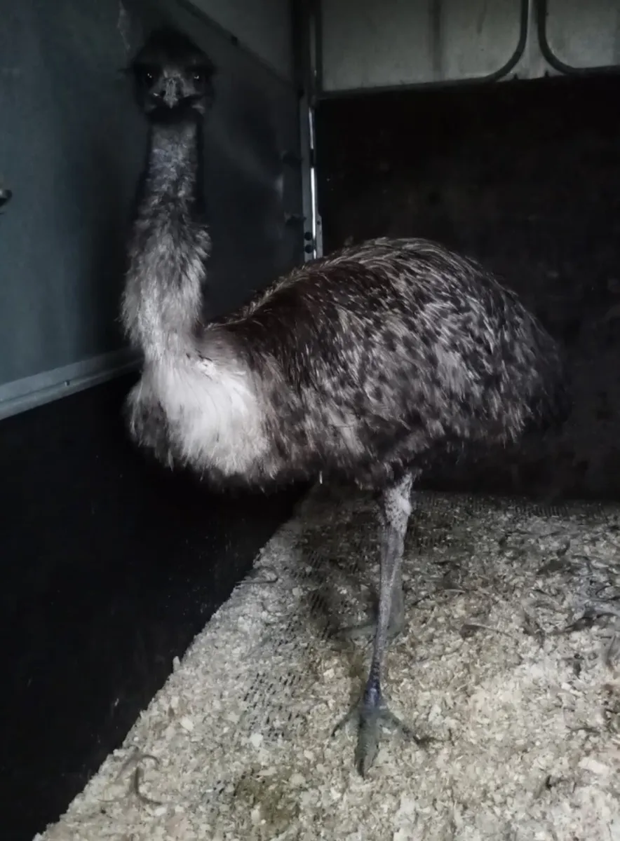 Proven male emu