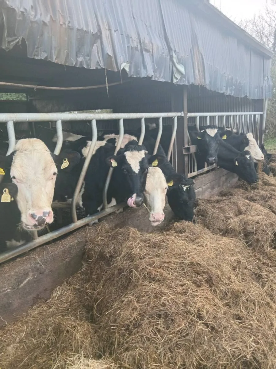 Dairy livestock - Image 2