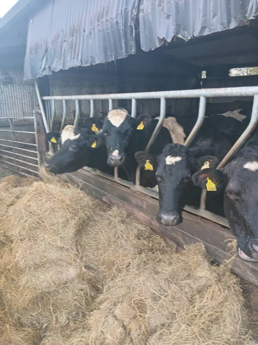 Dairy livestock - Image 3