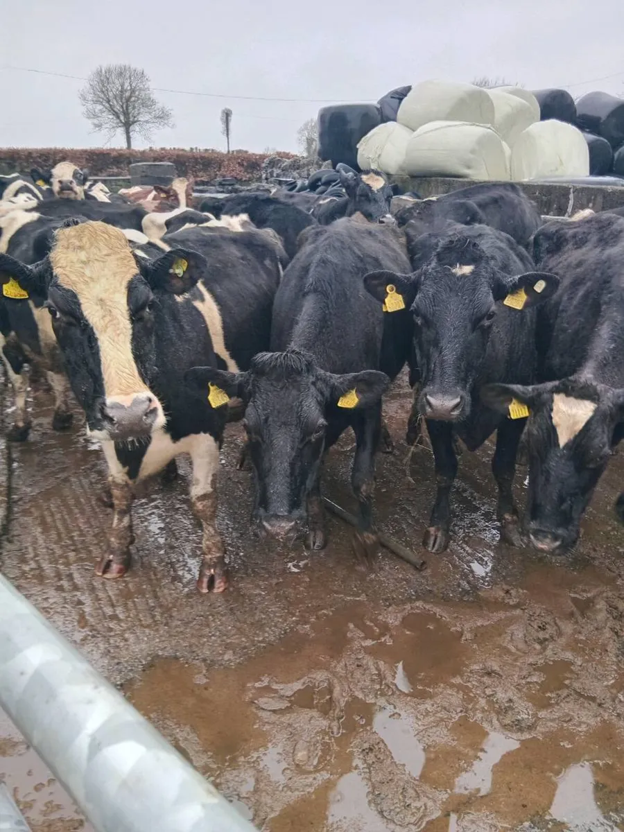 Dairy livestock - Image 1