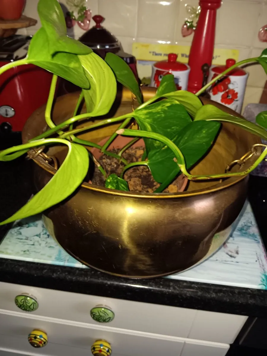 Large brass hanging plant pot - Image 1