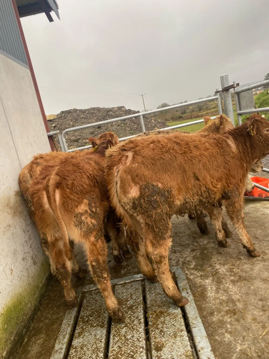 6 super heifer weanlings @€1350 - Image 1