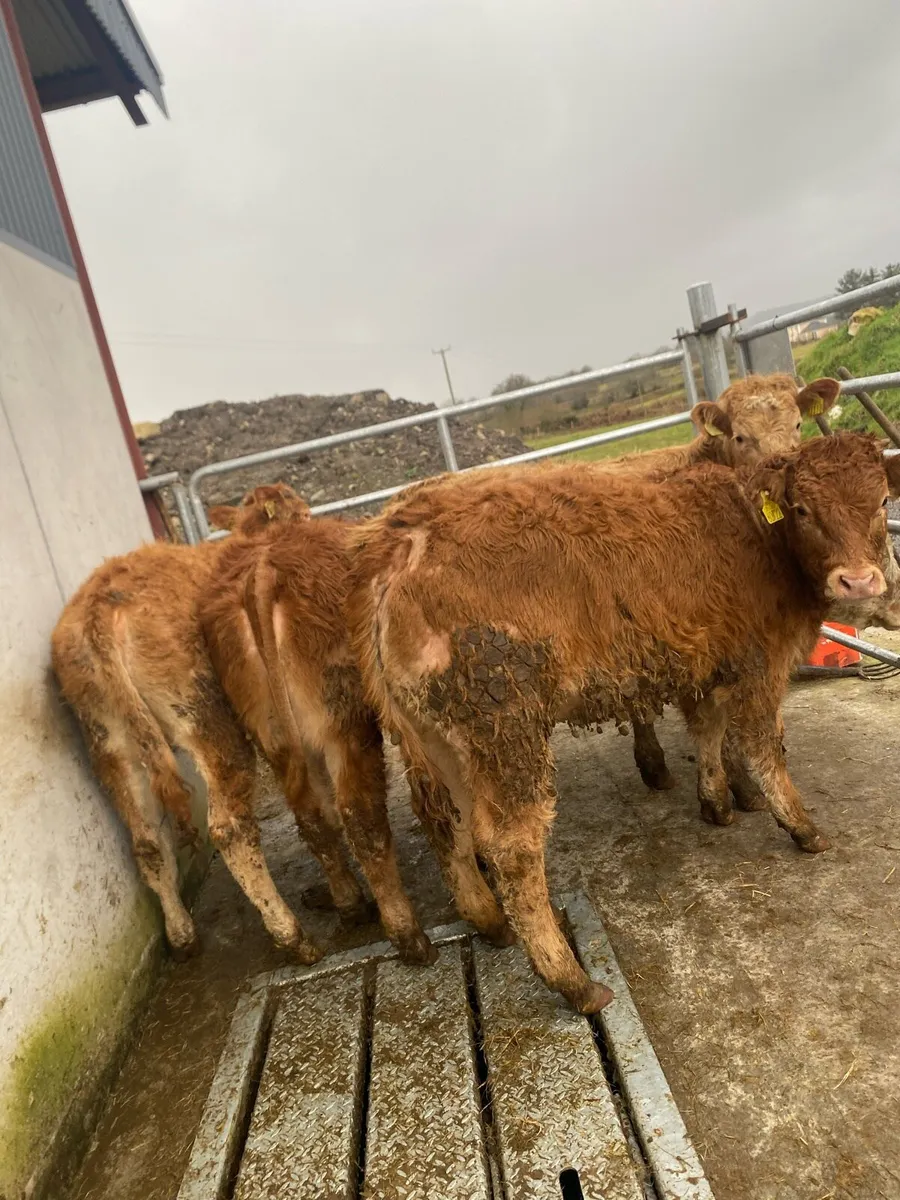 6 super heifer weanlings @€1350 - Image 2