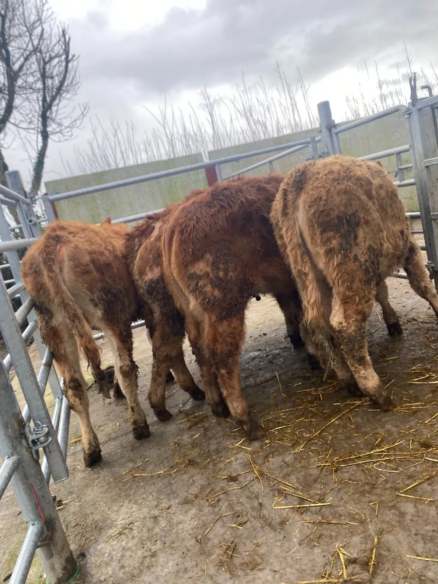 6 super heifer weanlings @€1350 - Image 3