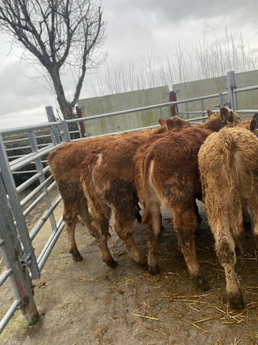 6 super heifer weanlings @€1350 - Image 4
