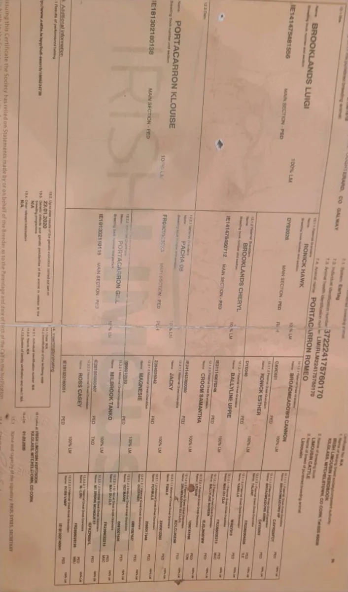 Purebred limousin bull - Image 2