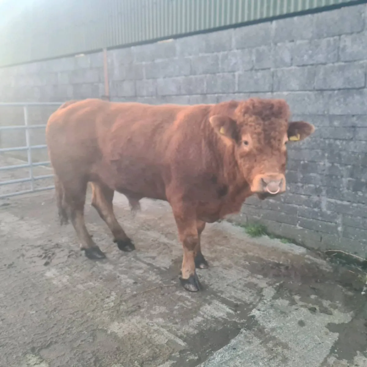 Purebred limousin bull - Image 3