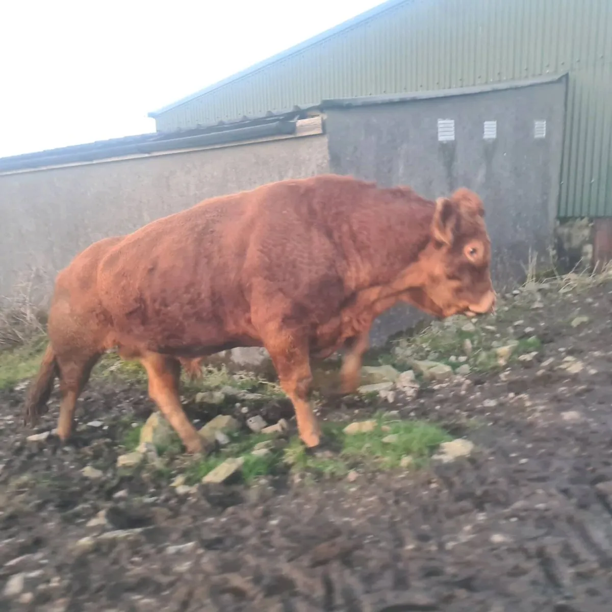 Purebred limousin bull - Image 1