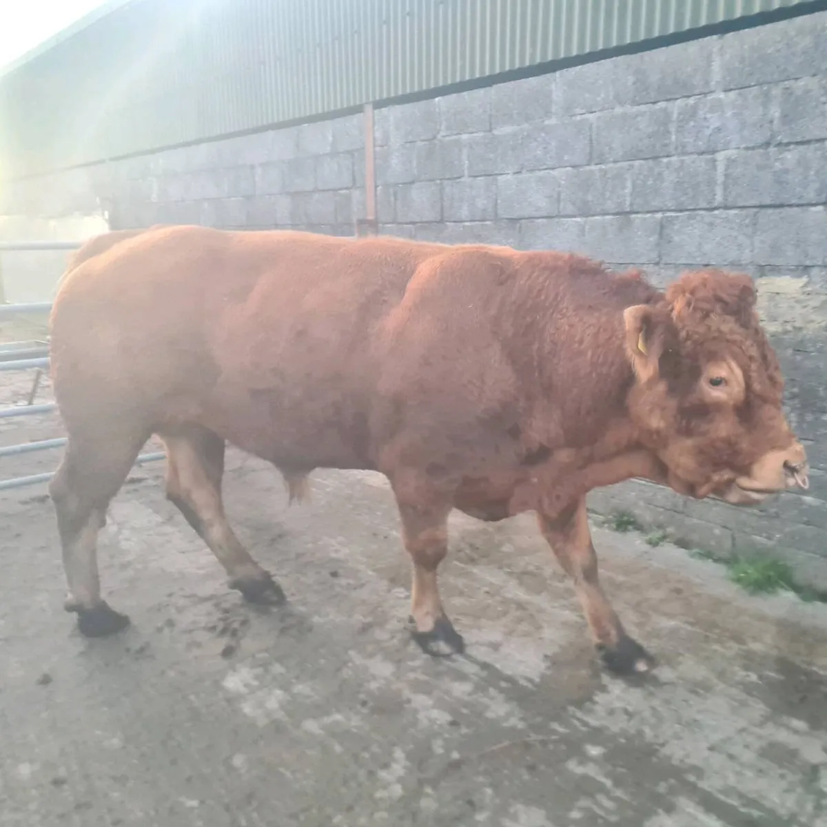 Purebred limousin bull - Image 4