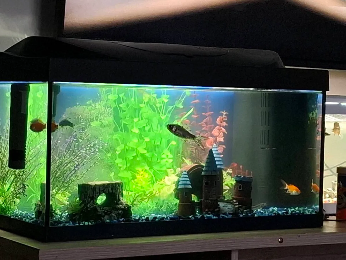 Fish tank