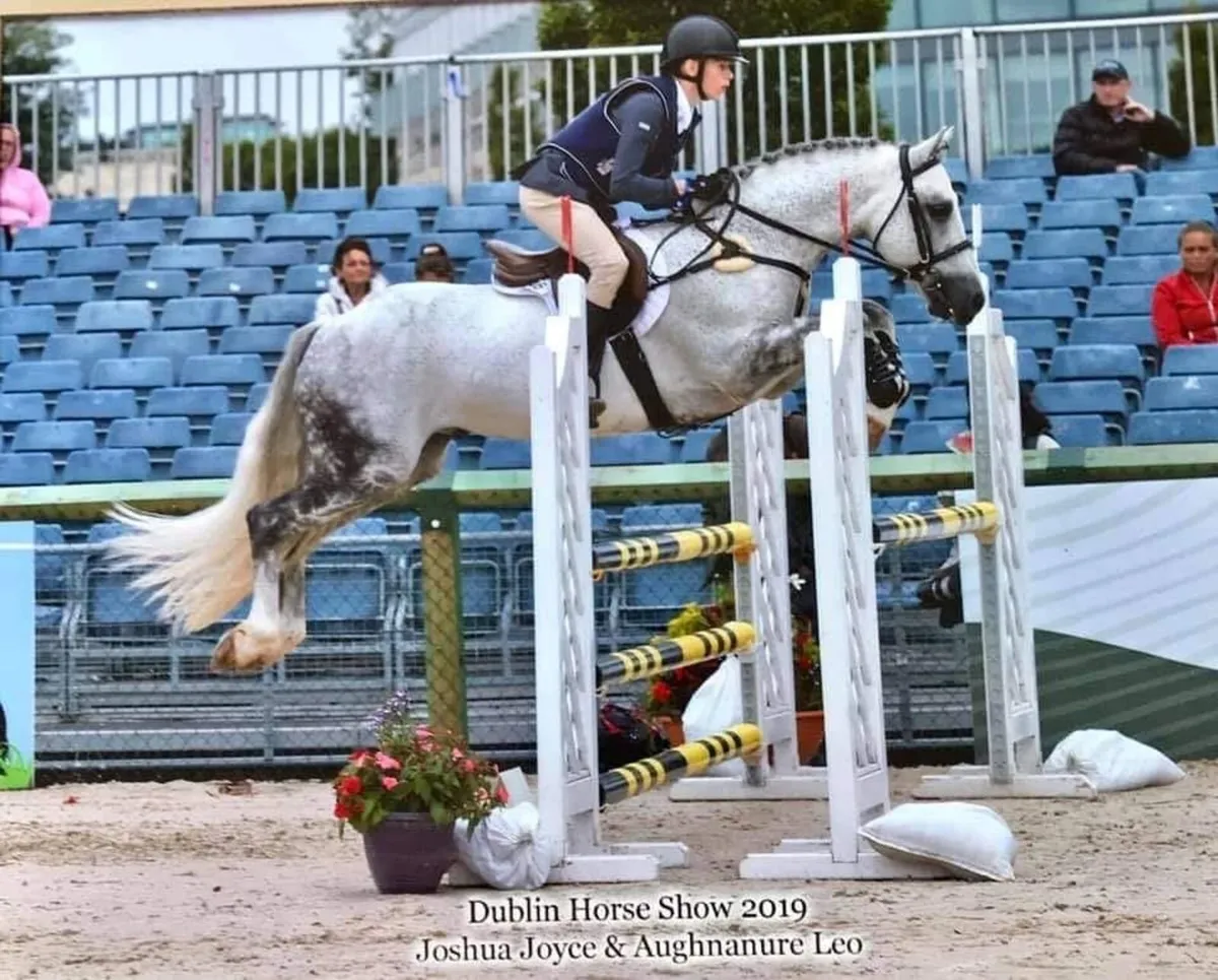 Connemara performance pony - Image 2