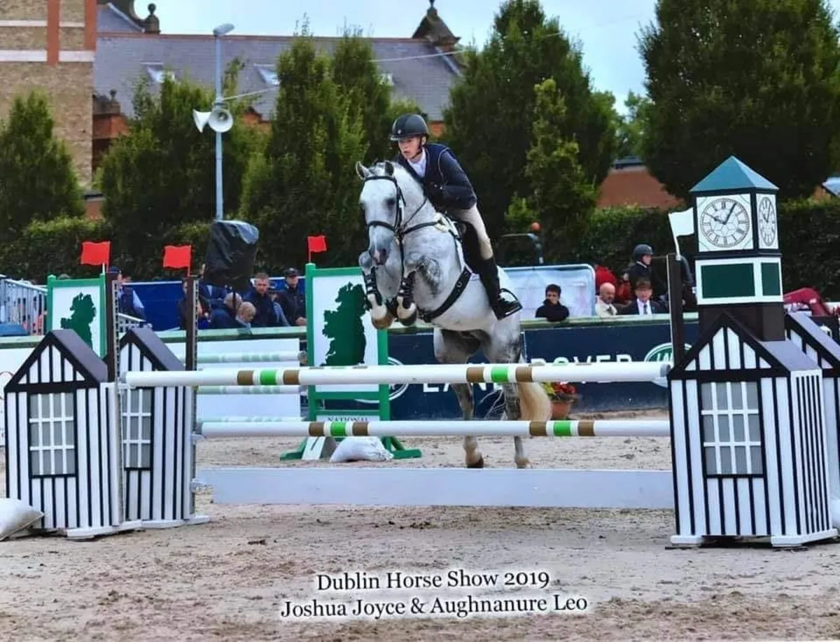 Connemara performance pony - Image 3