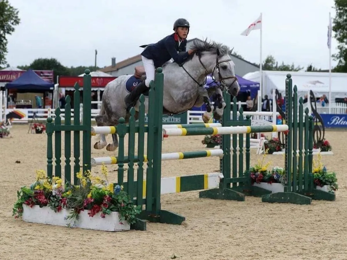 Connemara performance pony - Image 4