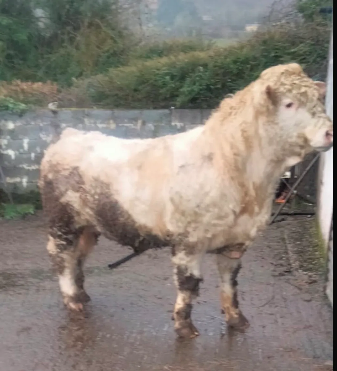 Pedigree 5 Star Charolais Bull - Image 1