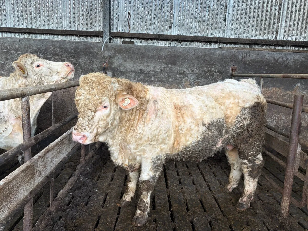 Pedigree 5 Star Charolais Bull - Image 2