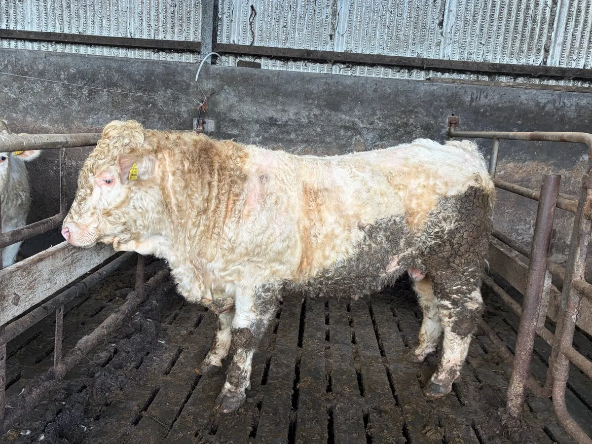 Pedigree 5 Star Charolais Bull - Image 3