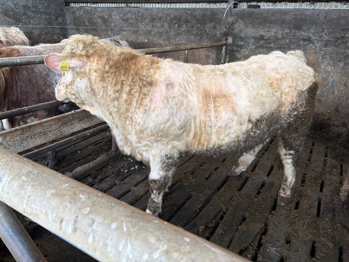 Pedigree 5 Star Charolais Bull - Image 4