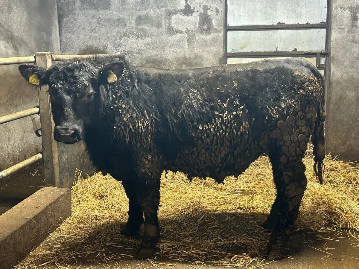 3 Pedigree Angus Bulls For Sale - Image 1