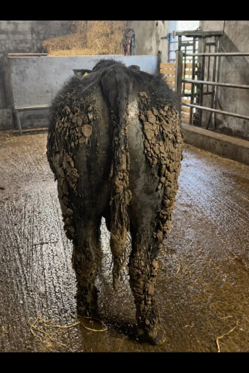 3 Pedigree Angus Bulls For Sale - Image 2