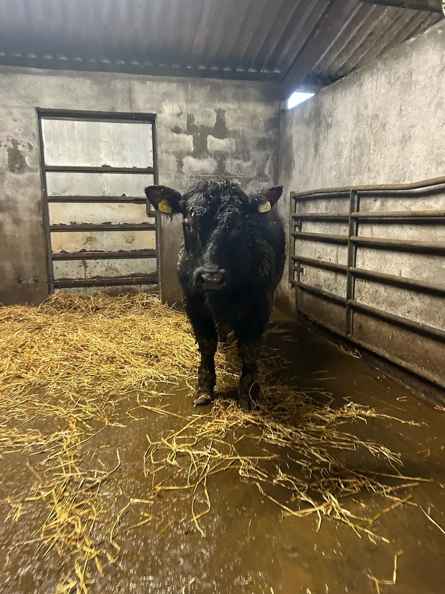 3 Pedigree Angus Bulls For Sale - Image 3