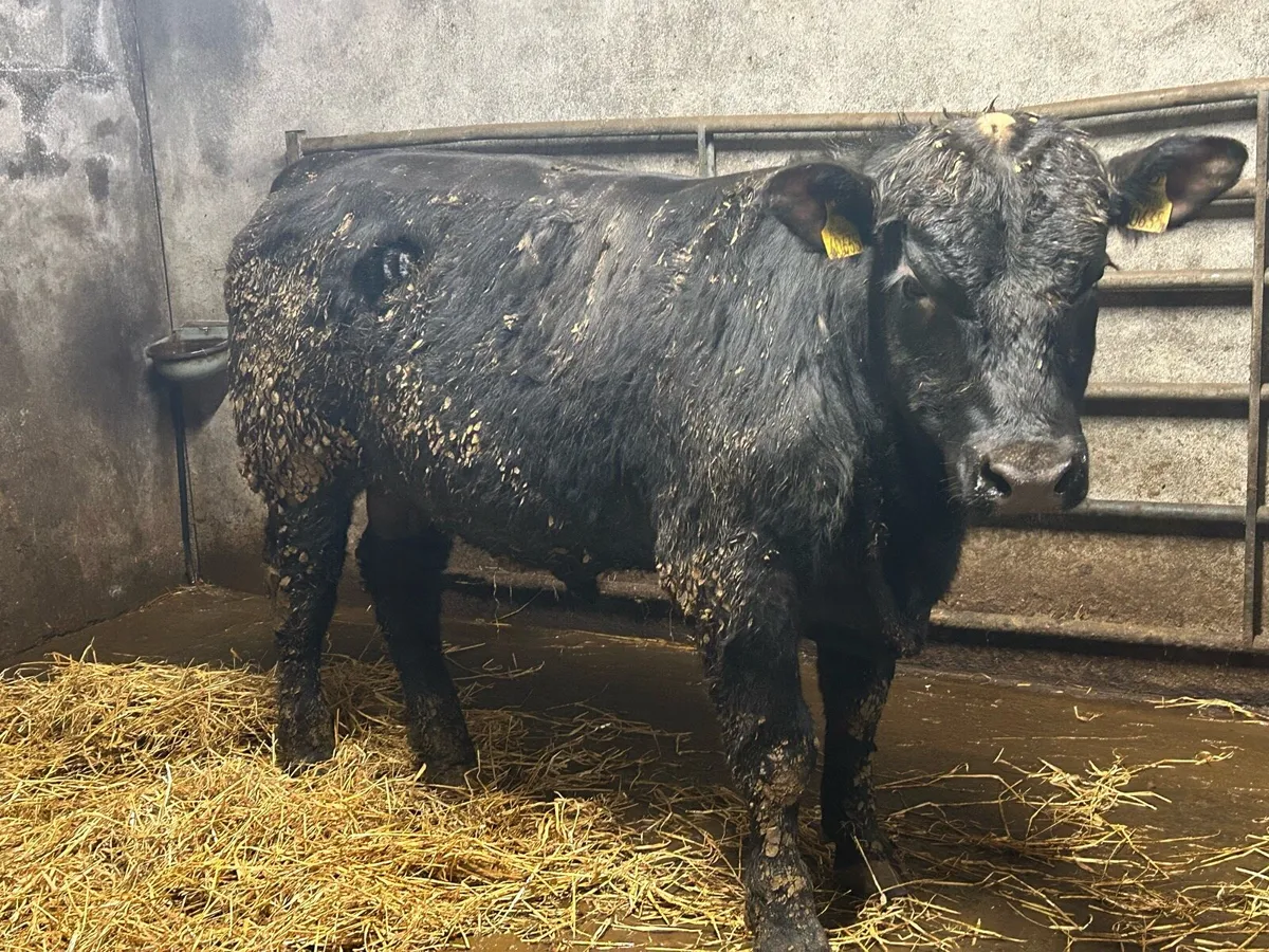 3 Pedigree Angus Bulls For Sale - Image 4