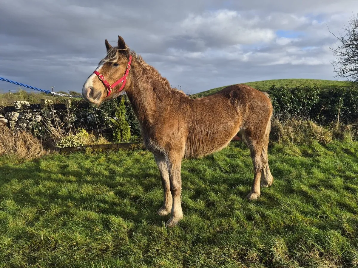 3 year old filly - Image 3