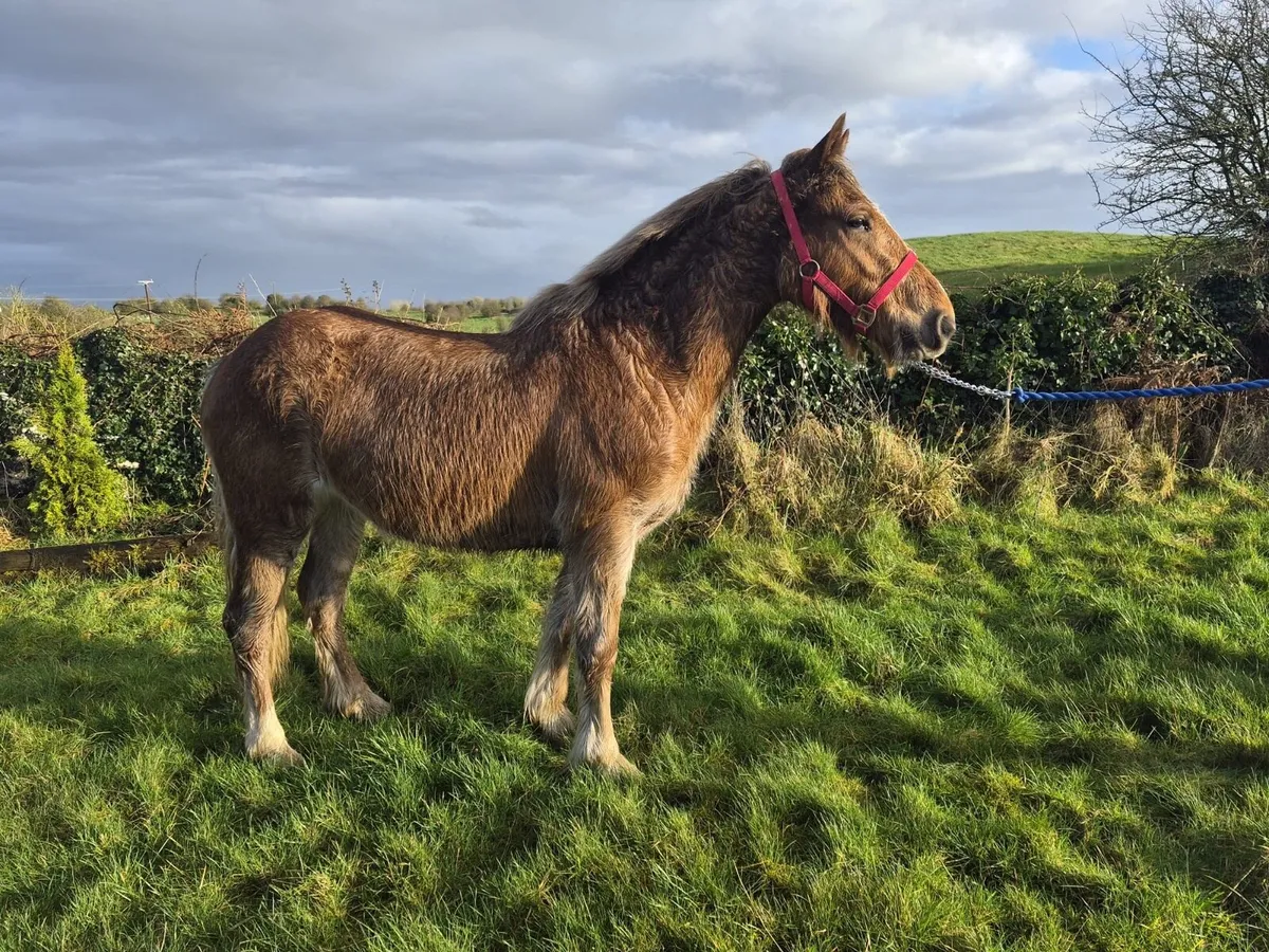 3 year old filly - Image 1