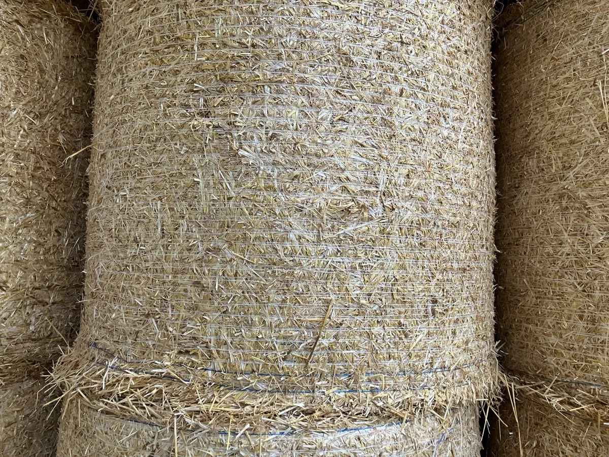 Barley Straw - Image 2