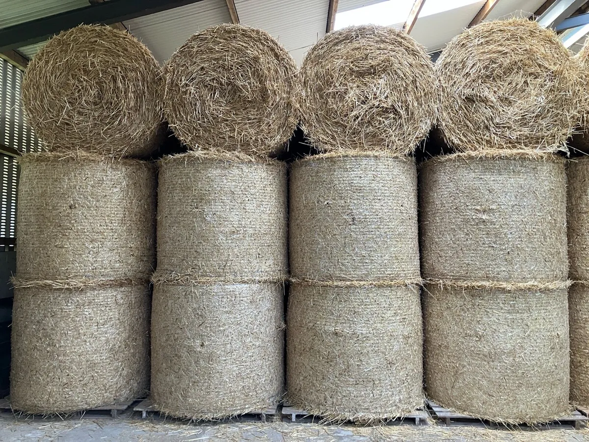 Barley Straw - Image 1