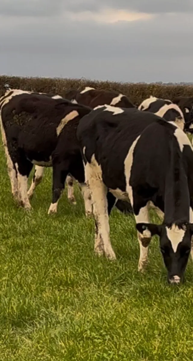 Contract Rearing - Image 1