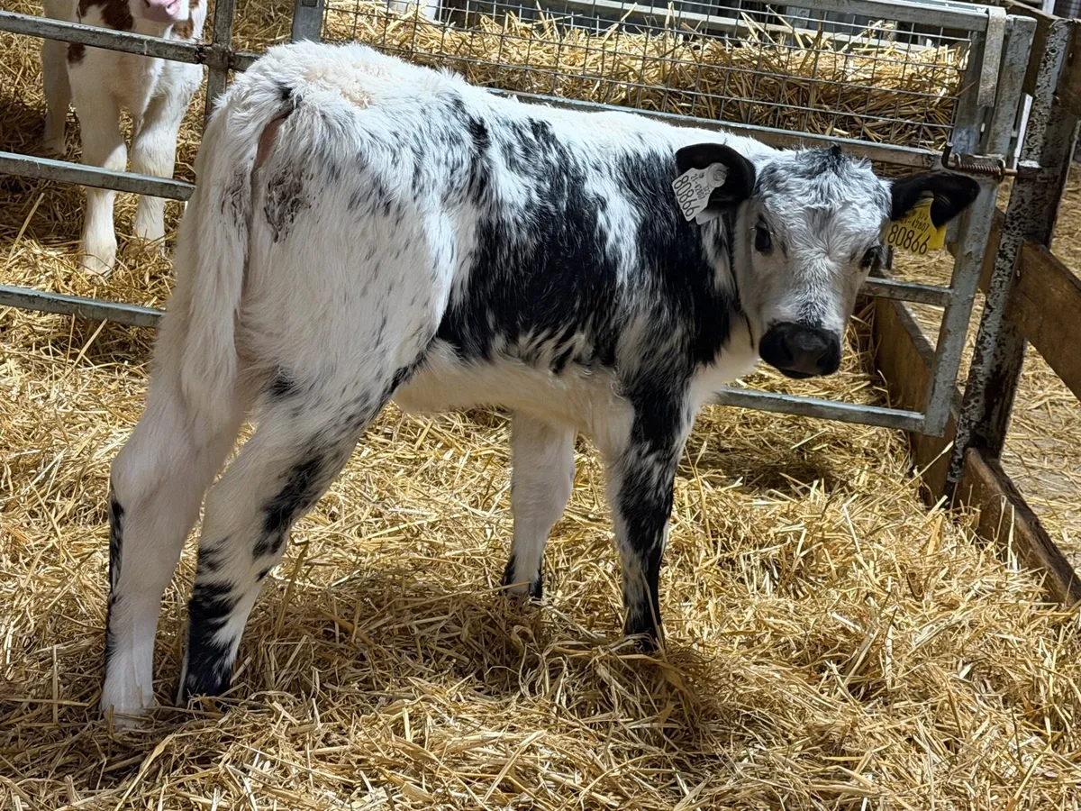 2 Speckle Park Heifers - Image 3