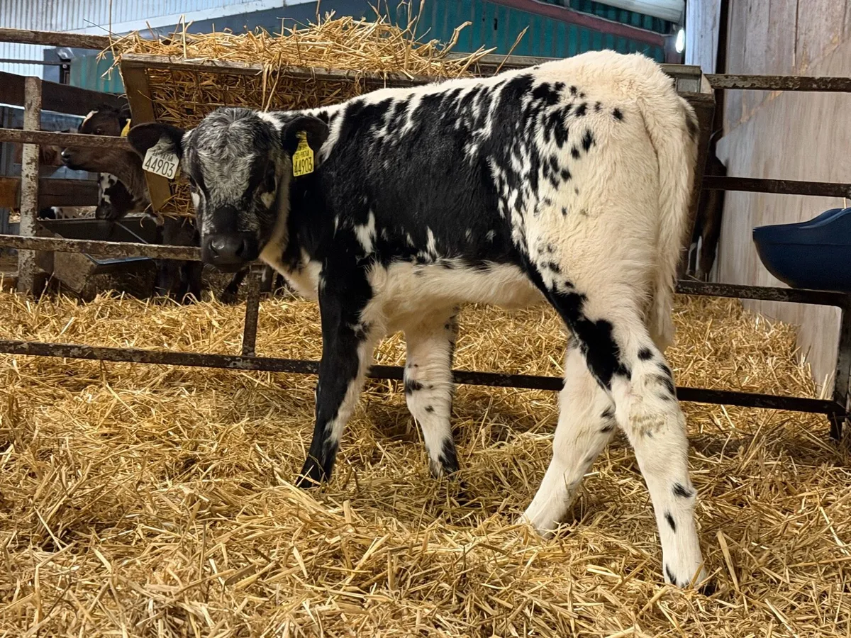 2 Speckle Park Heifers - Image 4