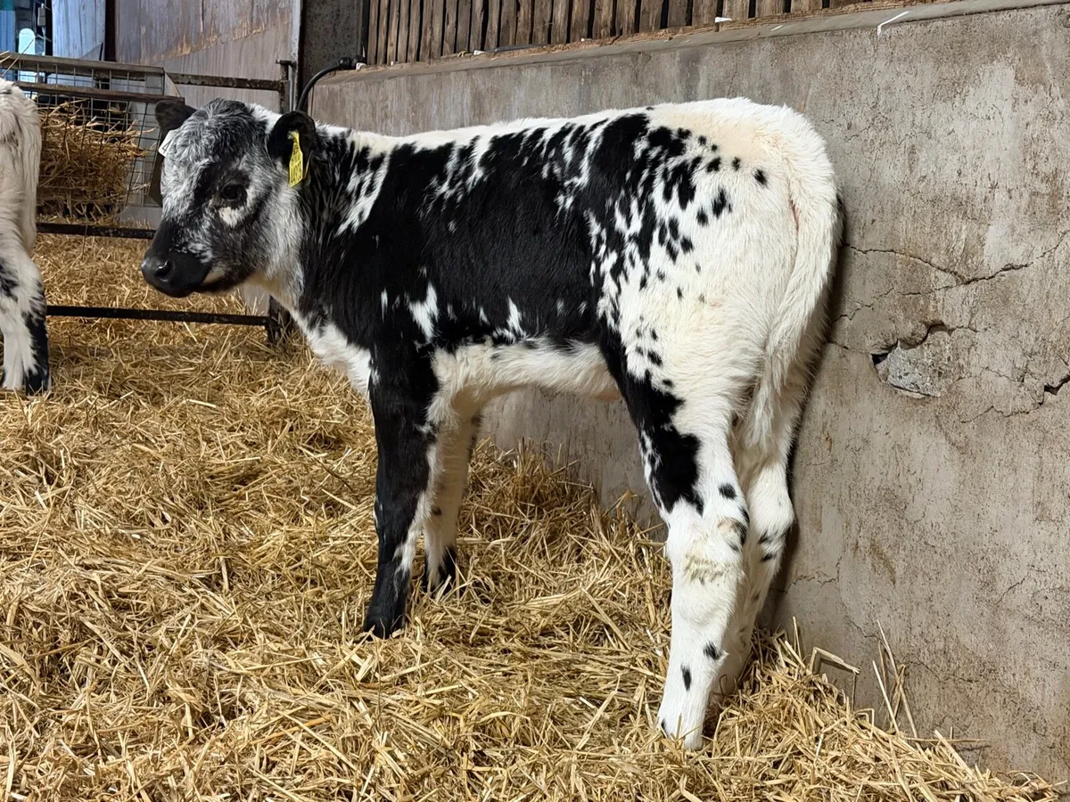 2 Speckle Park Heifers - Image 2