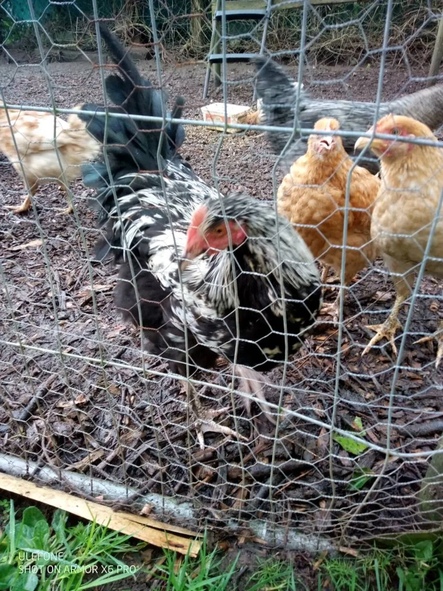 Drake's and Roosters. - Image 1