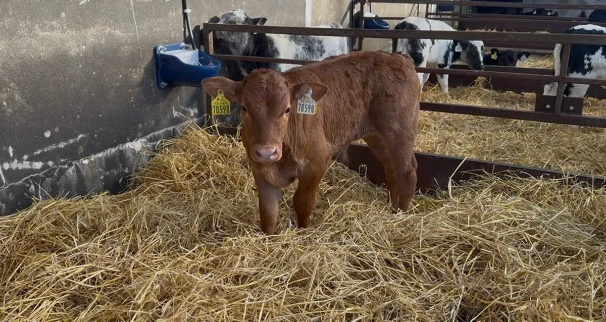 ❌ Continentals blues and lim  ❌ - Image 1