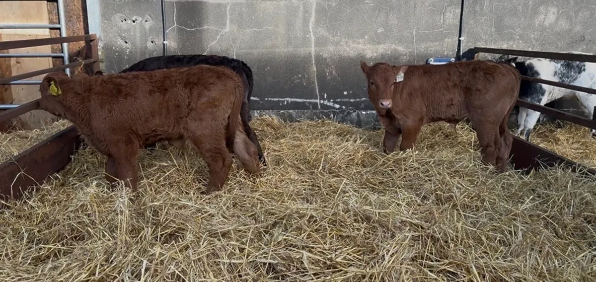 ❌ Continentals blues and lim  ❌ - Image 2