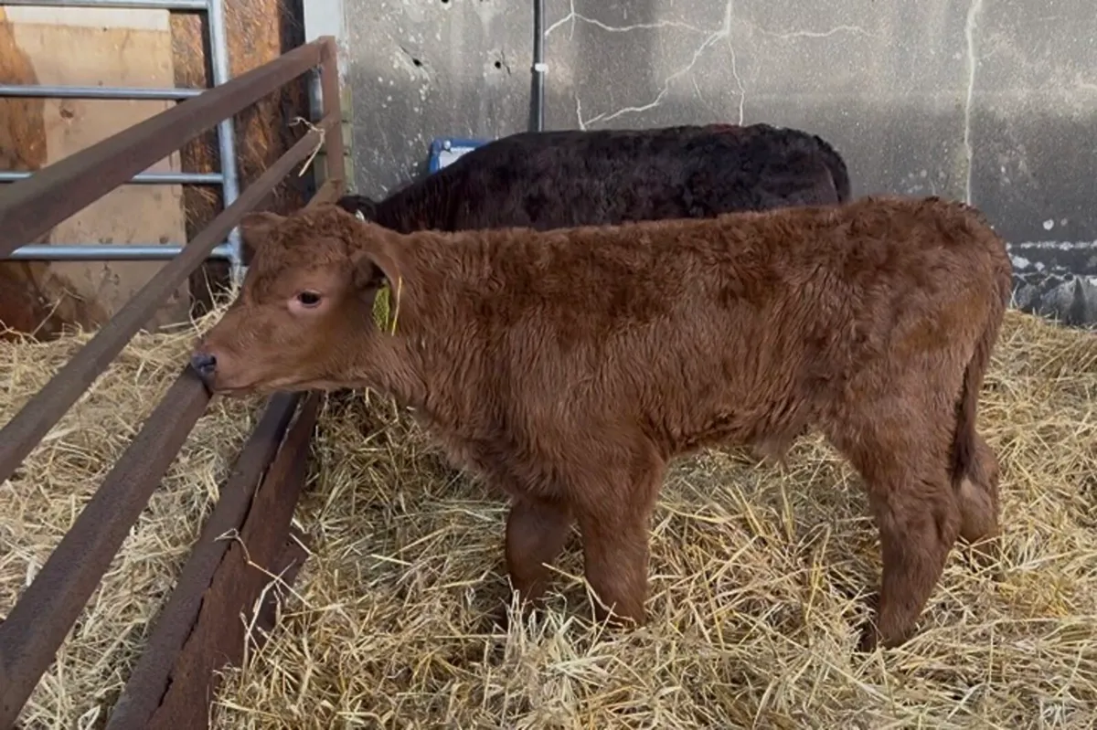 ❌ Continentals blues and lim  ❌ - Image 3