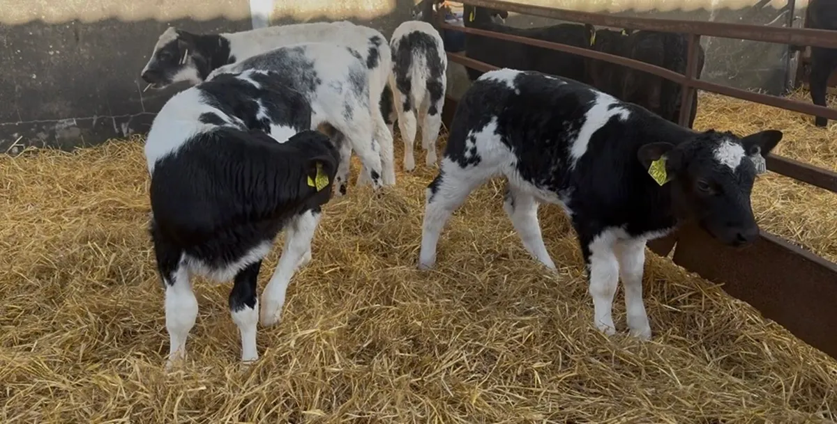 ❌ Continentals blues and lim  ❌ - Image 4