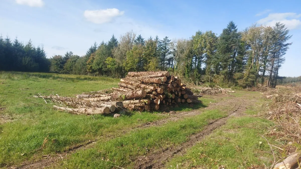 timber for firewood - Image 1