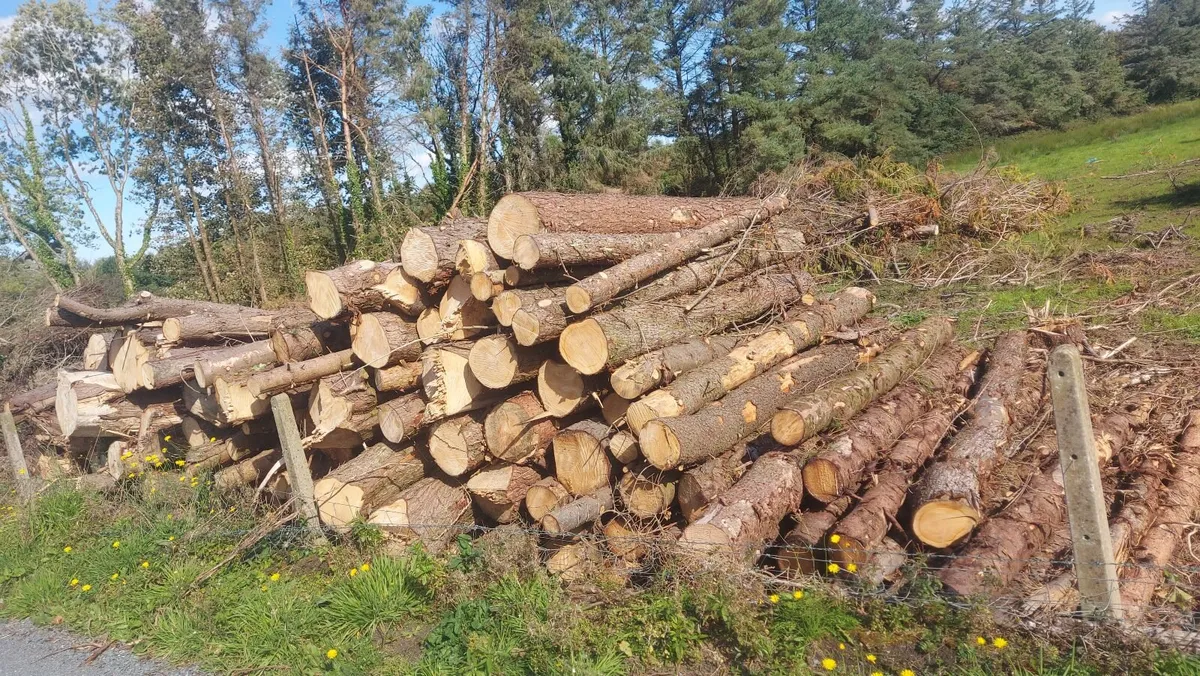 timber for firewood - Image 2