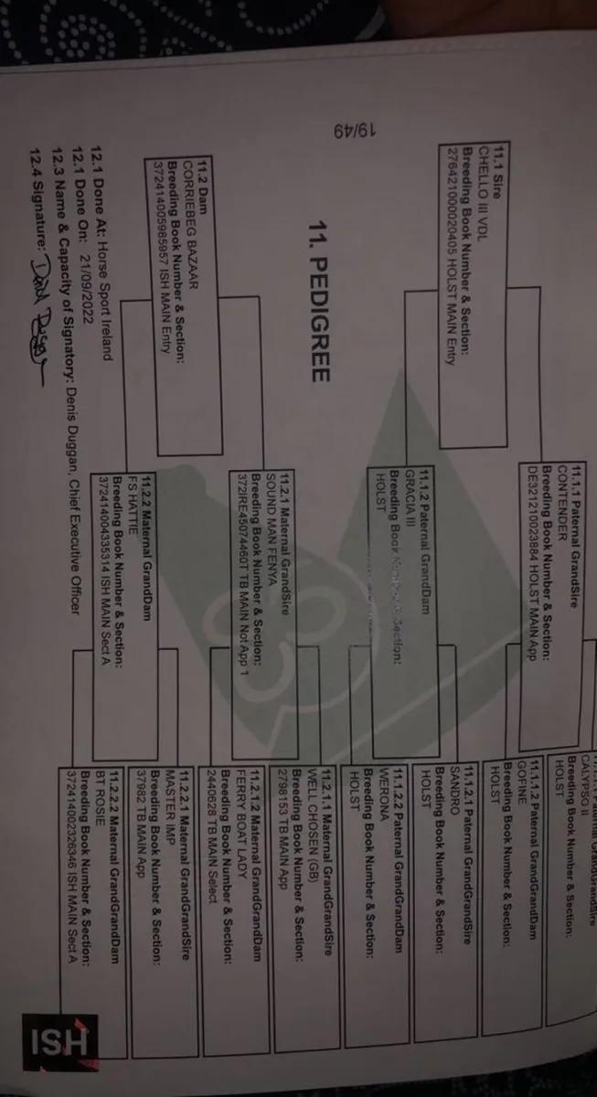 7yo by Chello III Vdl - Image 2